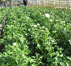 Bild von aktuellen Schnittblumen